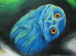 Blue Owl