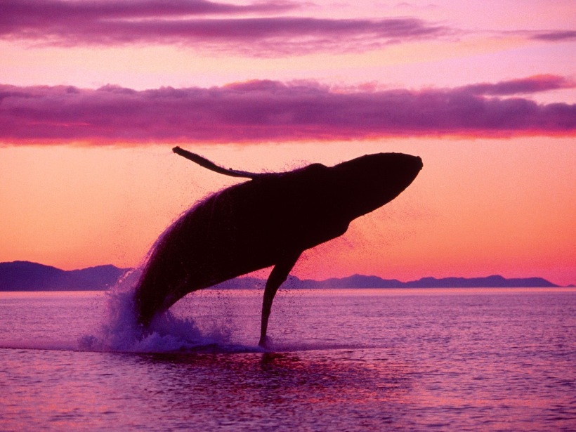 Blue Whale jumping
